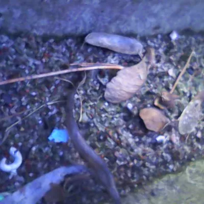 Kiga forscht mit Snake Kamera